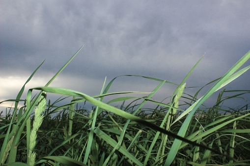 A closeup of green Phragmites australis grass swaying in the wind on dark stormy sky background