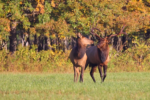 The two Wapiti (Cervus elaphus subspp) red deer standing in a meadow on a sunny autumn day