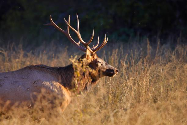 istock Wapiti (Cervus elaphus subspp) red deer standing in a meadow on a sunny day 1442403844