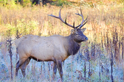 A closeup shot of a wapiti in nature