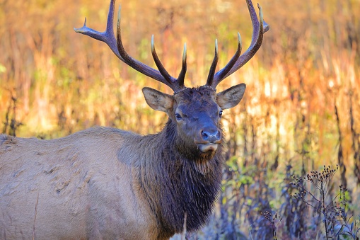 Elk (Cervus canadensis), Grand Teton National Park, Wyoming