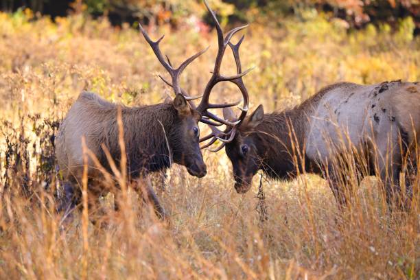 istock Wapitis fighting in the field in nature 1442403929