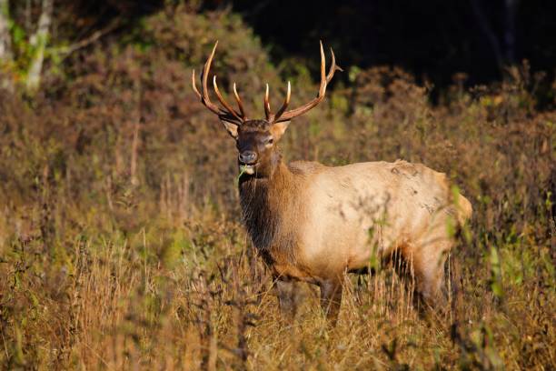 istock Wapiti in the field in nature 1442403930