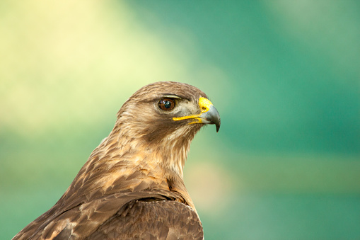 A closeup shot of a hawk on a blurred background