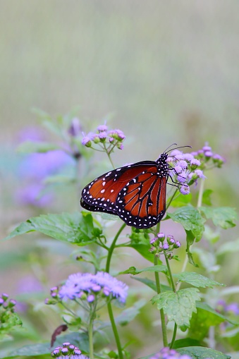A vertical shot of a queen butterfly on a pretty flower