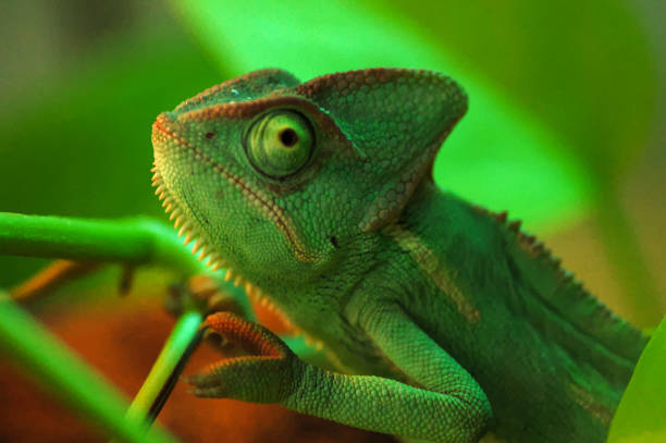 istock Selective focus shot of a chameleon on a green twig 1442404624