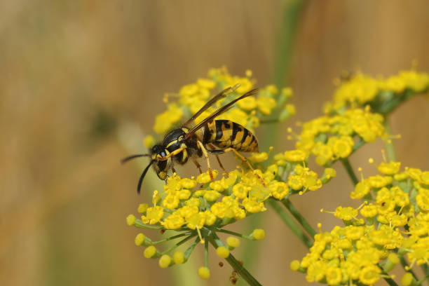 istock Closeup on the Common wasp , Vespula vulgaris 1442405550