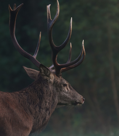 A close-up shot of a deer with big antlers isolated on a blurred background