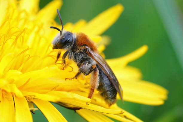 istock Closeup on a female orange tailed mining bee, Andrena haemorrhoa 1442405848
