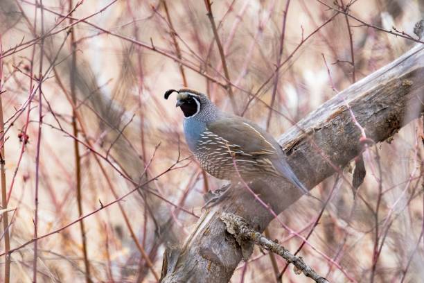 istock Male California quail (Callipepla californica) perched on a tree branch, visible through stems 1442406251