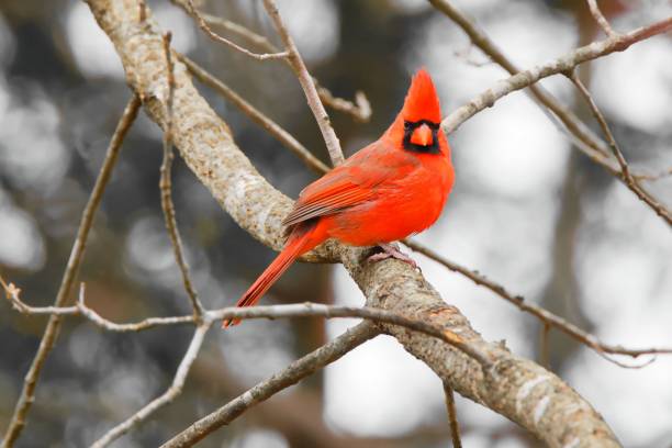 istock Closeup of a red cardinal bird perched on the tree branch 1442406355