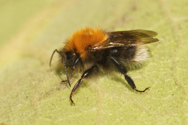 Closeup on a Tree bumble bee, Bombus hypnorum resting Closeup on a Tree bumble bee, Bombus hypnorum resting on a green leaf bombus hypnorum pictures stock pictures, royalty-free photos & images