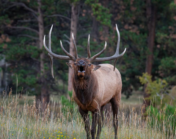 istock Very large rocky mountain bull elk 1442406537