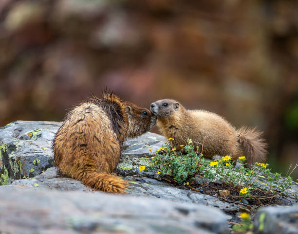 Yellow bellied marmot with her pup