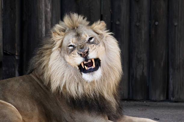 istock Lion laying on the ground and roaring 1442406916