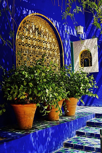 A vertical shot of plants in The Majorelle Garden in Marrakech, Morocco with blue wall on the background