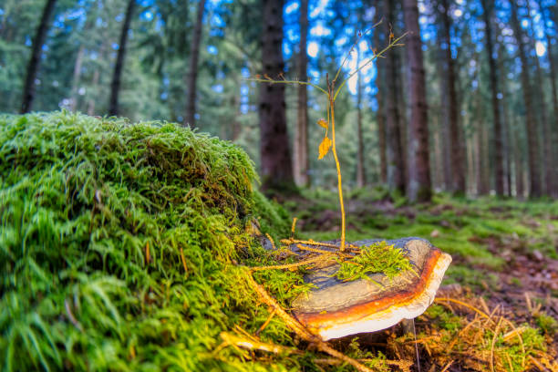 A Reishi mushroom grown in the forest