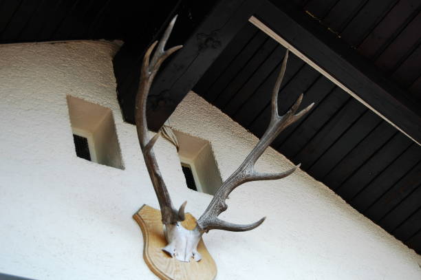 istock Horns of an antelope on a wall 1442407356