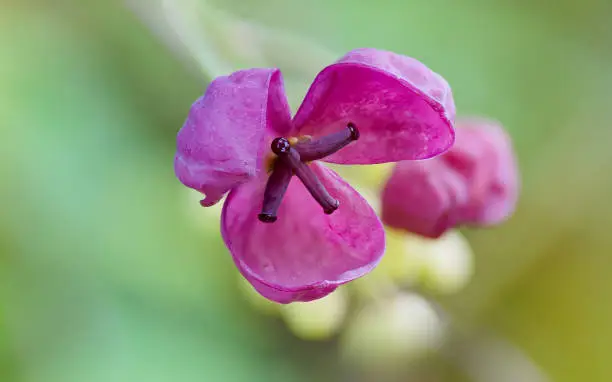 A closeup shot of purple Akebia Quinata flowers and buds growing in the garden on a green background