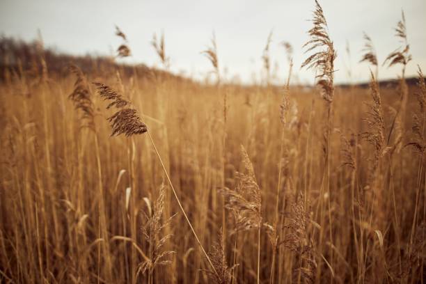 istock Closeup of reeds waving in the wind. 1442407856