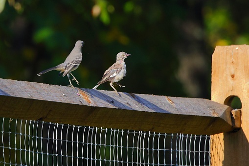 A selective shot of Northern Mockingbirds (Mimus polyglottos) perched on a wooden fence