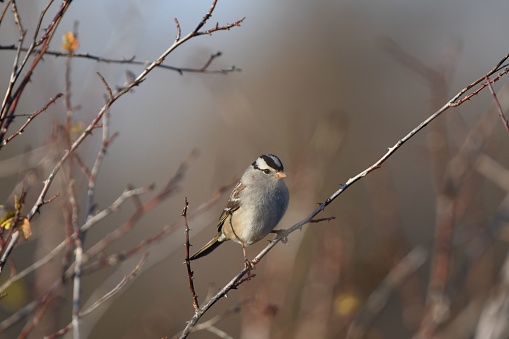 A closeup of a white-crowned sparrow perched on a branch