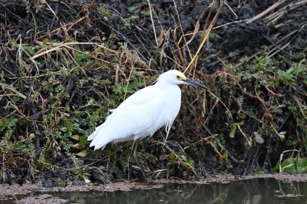 aigrette neigeuse patrouillant dans les environs à côté d’un cours d’eau en californie - wading snowy egret egret bird photos et images de collection