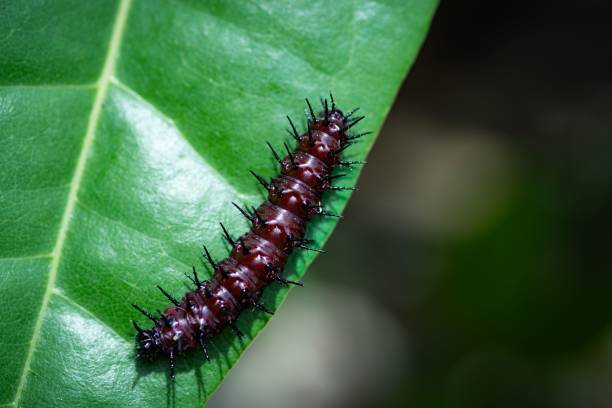 A macro shot of a young caterpillar on a leaf against a blurry background