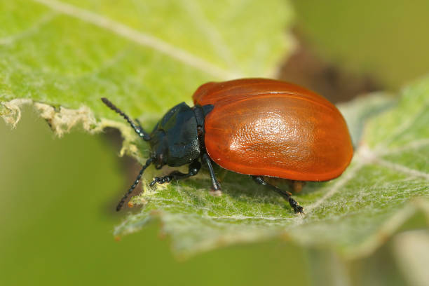 istock Closeup on the colorful red Poplar leaf beetle, Chrysomela populi 1442408915