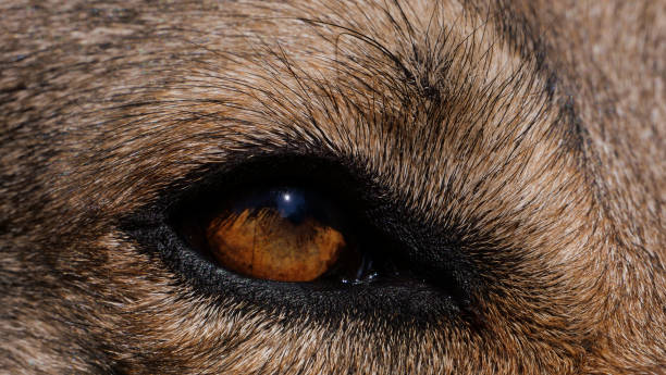 istock Macro shot of a wolf's brown eye 1442409175