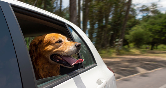 A closeup shot of a dog on the back seat of a car with his head out of the  window