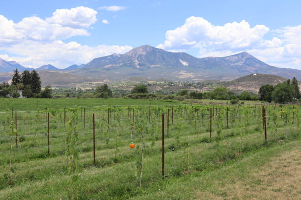 istock Row of vineyards with mountains background in Paonia, Colorado 1442409607