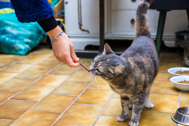istock Hand giving black tcat some treats 1442410494