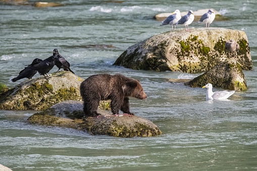 A young grizzly standing on a rock in the river in Alaska, eating salmon, with crows and gulls around