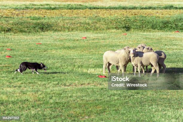 View Of A Dog And Group Of Sheep In The Meadow Sheepdog Competitio Stock Photo - Download Image Now