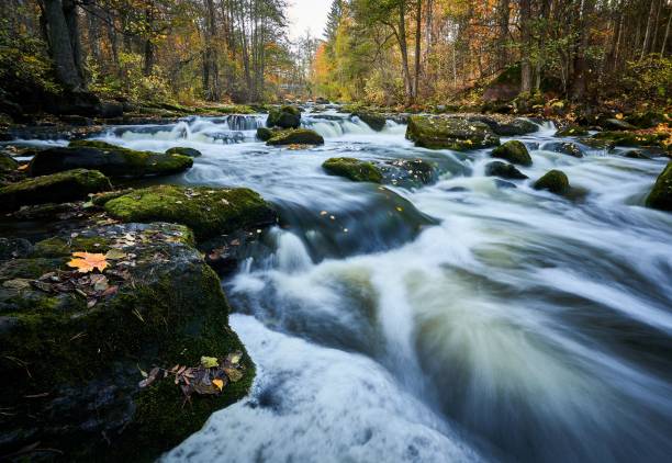 istock Fast flowing river in autumn 1442411797