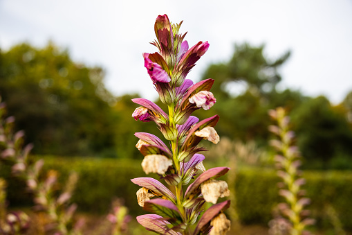 A selective focus of  beautiful Acanthus flowers blooming in a garden