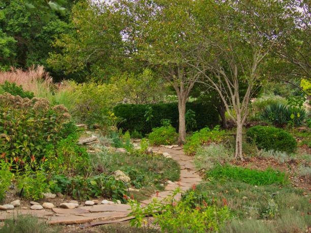 istock Green garden with trees and dense plants and a stone walkway 1442412438
