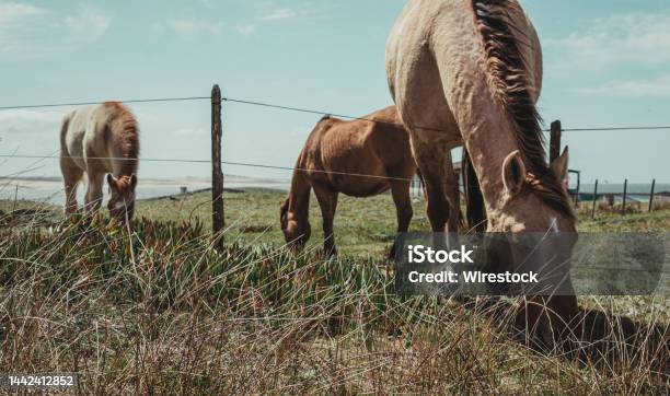 Group Of Horses Grazing In Cabo Polonio Uruguay Stock Photo - Download Image Now - Agricultural Field, Agriculture, Animal