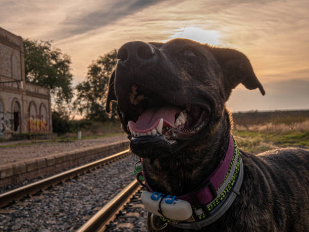 istock A happy dog near railway station 1442412990