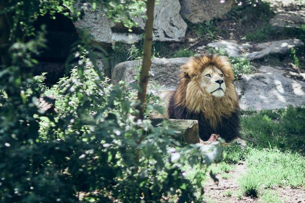 istock Lion lying in the nature 1442413406