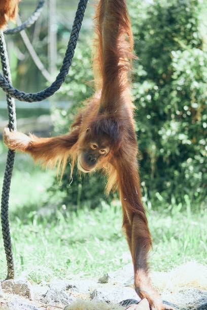 istock Vertical shot of an Orangutan 1442413729
