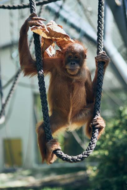 istock Vertical shot of an Orangutan 1442413732