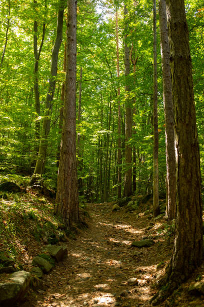 istock Vertical shot of a path in a sunny forest 1442413767