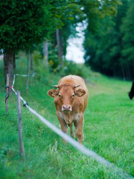 A brown bull with flies swarming over it looking at the camera in a sunny green wilderness