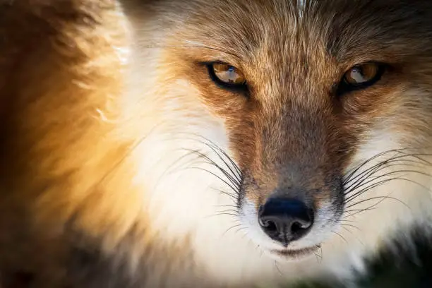 A closeup of the fox eyes. Animal portrait.