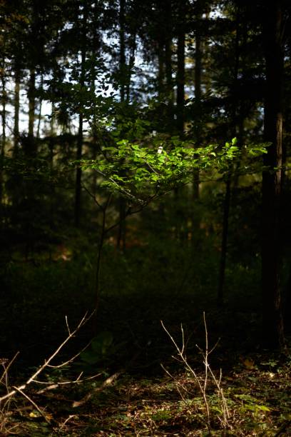 istock Vertical shot of a forest 1442414680