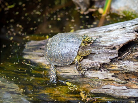 The high-angle macro shot of a European pond turtle climbing out of the water