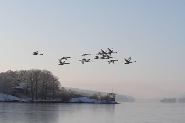 istock Group of migrating swans flying over the cold lake 1442415512
