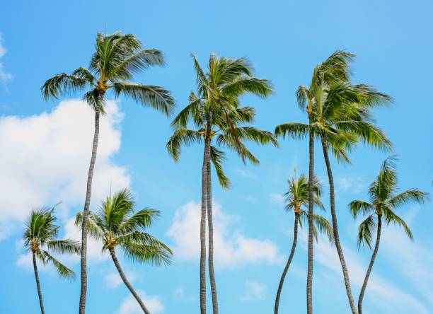 istock Beautiful sunny day and palm trees against the blue sky 1442415564